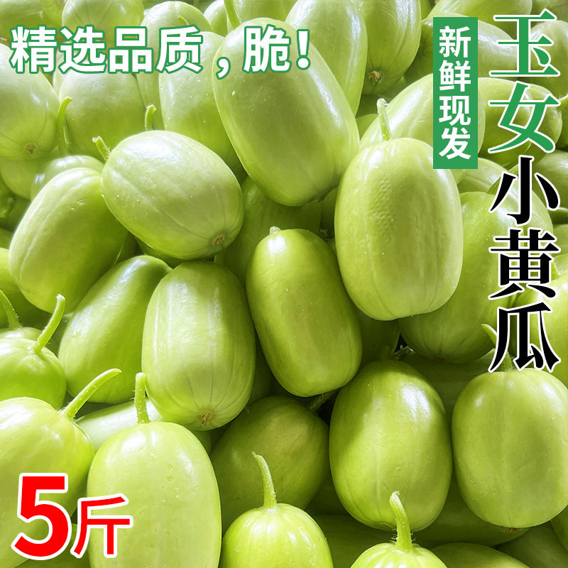 山东玉女黄瓜新鲜水果拇指黄瓜迷你小黄瓜旱白玉青瓜生吃蔬菜包邮
