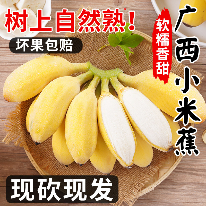 正宗广西小米蕉当季新鲜水果自然熟小香蕉软糯香甜非苹果芭蕉整箱