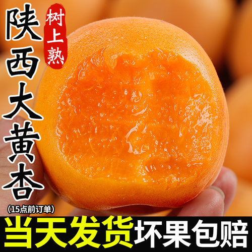 【热卖推荐】现货新鲜大黄杏