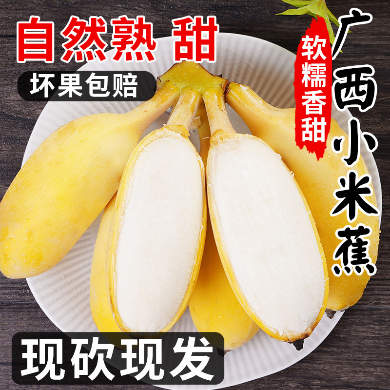 正宗广西小米蕉香蕉新鲜水果当季整箱苹果蕉自然熟甜小芭蕉粉蕉绿