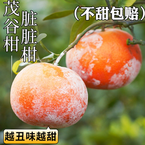 甜到爆汁丨正宗纯甜茂谷柑