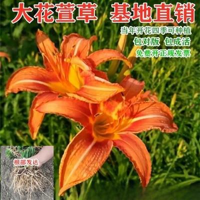 大花萱草苗忘忧草苗公园庭院绿化红花萱草黄花萱草好耐寒四季可栽