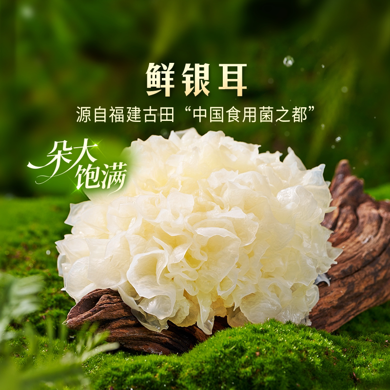 东方甄选鲜银耳炖煮出胶软糯清甜绵润银耳粥煲汤当季新鲜蔬菜