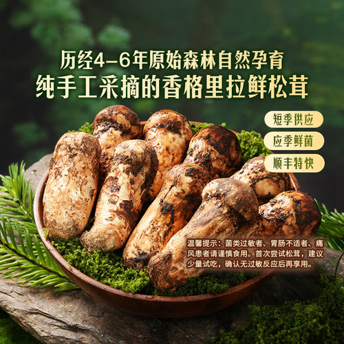 东方甄选香格里拉新鲜松茸