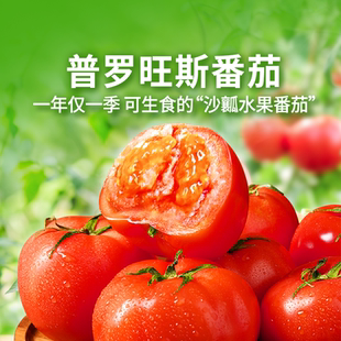 东方甄选普罗旺斯番茄西红柿新鲜当季 蔬菜沙瓤水果番茄