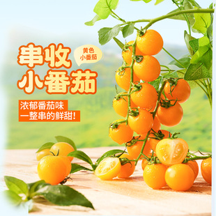 东方甄选串收黄色小番茄当季新鲜蔬菜水果西红柿时令生鲜2斤装
