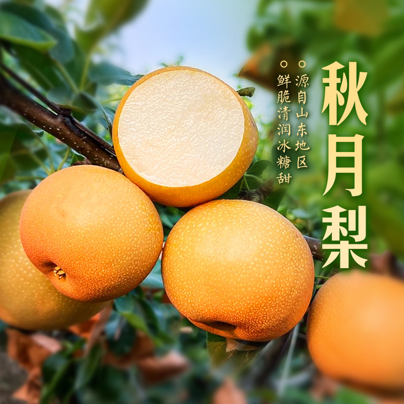 东方甄选秋月梨鲜果梨子新鲜水果当季整箱时令生鲜礼盒装顺丰