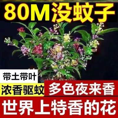 夜来香驱蚊虫植物盆栽花卉树苗九里香室内外阳台四季驱蚊好养易活