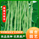 泰国无筋架豆种子无筋架豆王无丝豆春季 豆角蔬菜种子 荚长肉厚四季