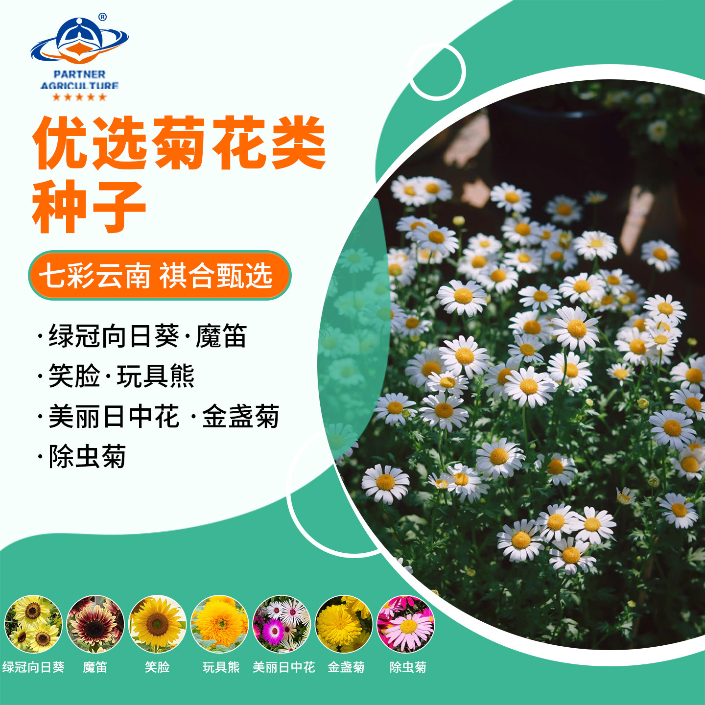七彩云南菊花种子优选各类除虫菊笑脸玩具熊金盏菊盆栽花卉种苗