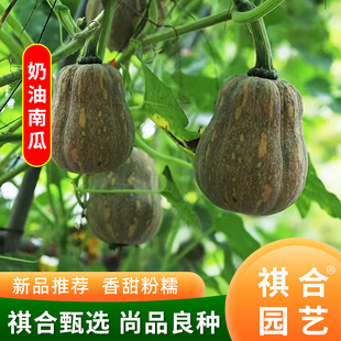 云南祺合奶油南瓜种子花生南瓜早熟高产香甜粉糯阳台盆栽蔬菜种苗