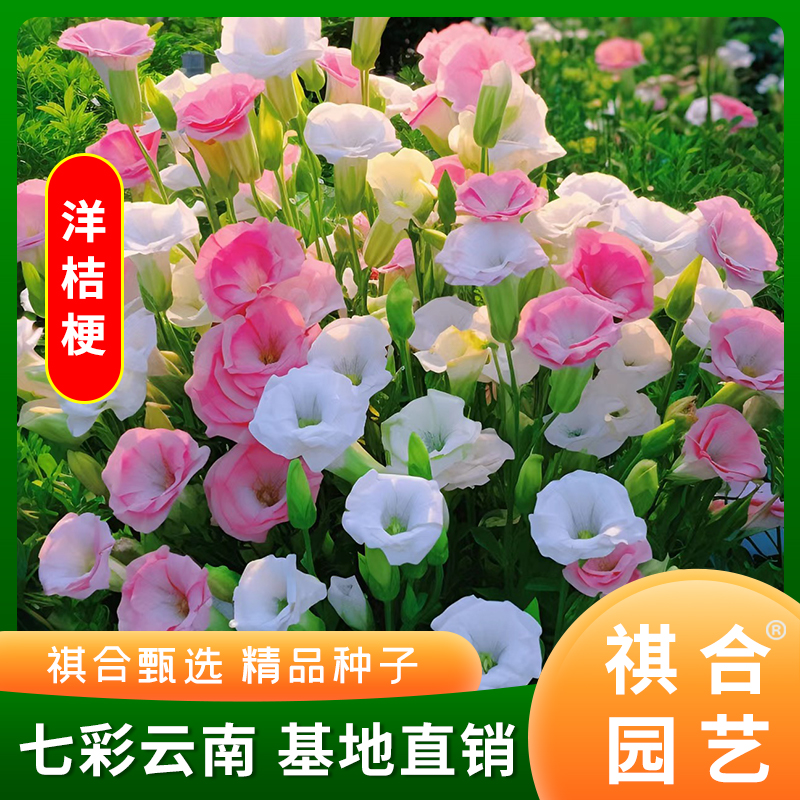 花卉种孑庭院重瓣云南洋桔梗祺合