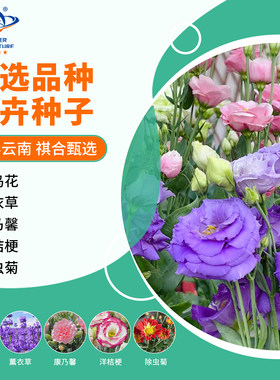 云南七彩花卉种子大全