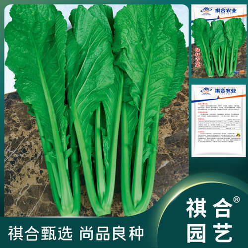 祺合云南小苦菜绿杆青菜四季播种