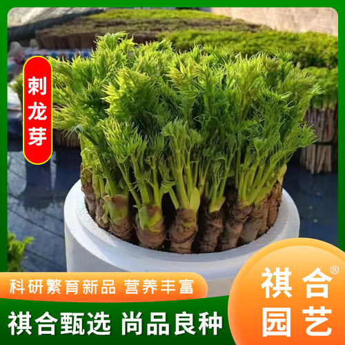 野生种刺龙芽祺合庭院阳台营养高