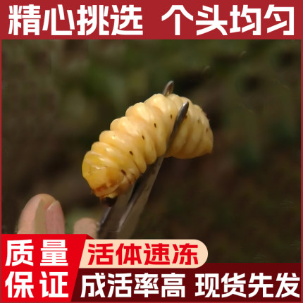 新鲜云南活蛤虫花木虫活体柴虫柞木虫现挖现发成活率高可食用包邮
