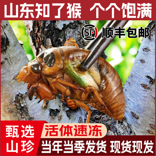 2026大个知了猴金蝉现抓活体速冻