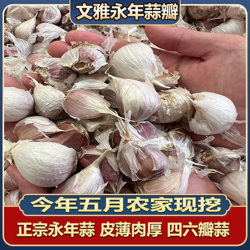 文雅永年大蒜蒜种蒜籽