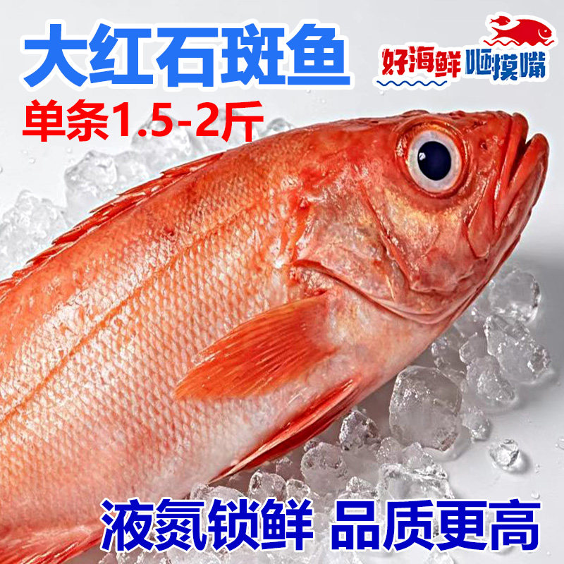 红石斑鱼新鲜海鱼大鱼新鲜海鲜冷冻超大红鱼龙胆富贵鱼水产年货节