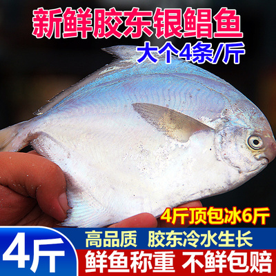大银鲳鱼4斤3条/斤海捕非养殖