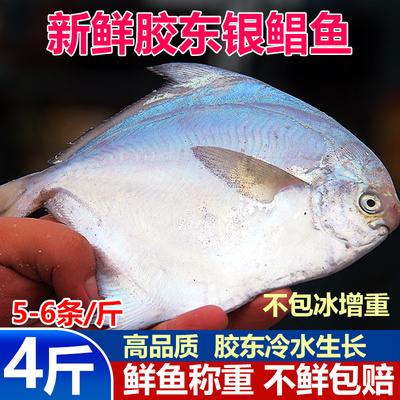 胶东海域大银鲳鱼渤海黄海捕捞