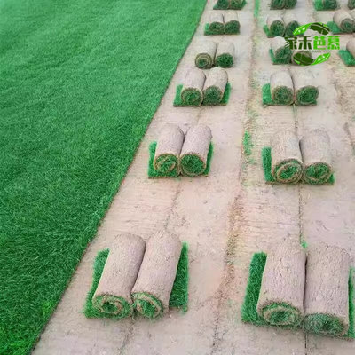 新品草皮真草坪带泥土地毯果岭草种植别墅花园庭院带土绿化马尼拉