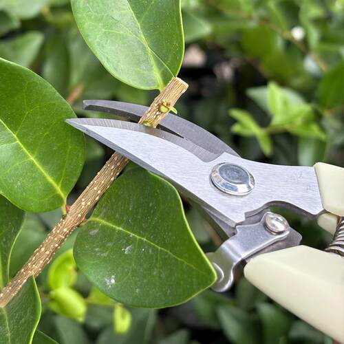修花剪刀修枝剪园艺剪园林果树剪枝嫁接强力家用省力神器