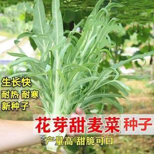 四季 花芽甜麦菜苦荞麦菜油麦大牙甜麦菜耐热耐寒盆栽大田