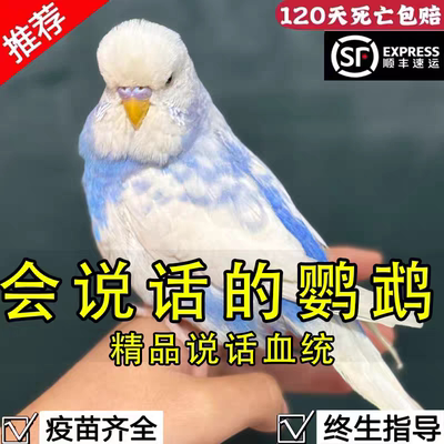 纯手养鹦鹉超粘人大头虎皮会说快