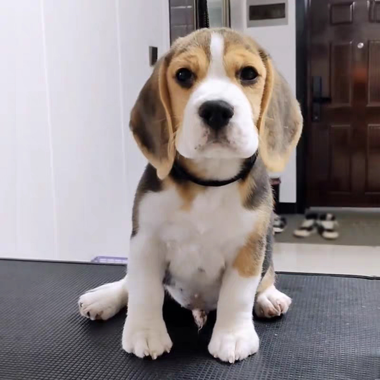 比格犬幼犬纯种大耳朵巴吉度犬家狗狗