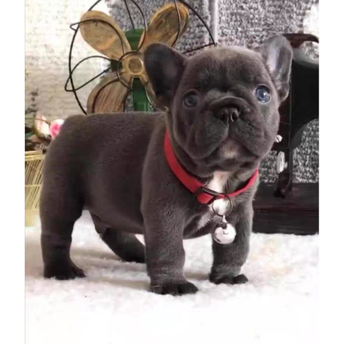 法斗幼犬纯种小型长不大奶油色法国斗牛犬黑牛蓝牛法斗宠物狗活物