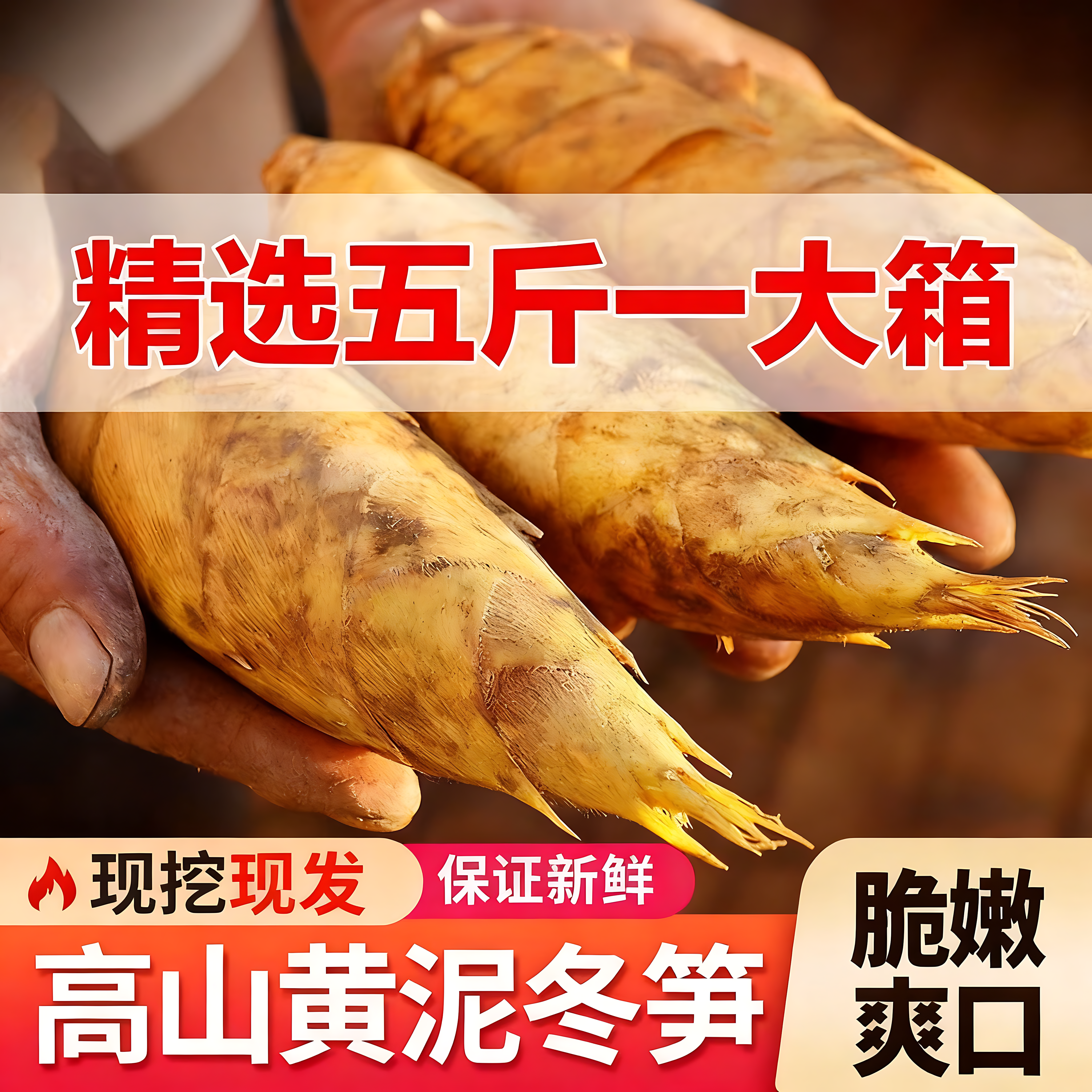 2025大冬笋野生黄泥新鲜现挖5斤浙江临安天目农家春笋大楠毛竹笋