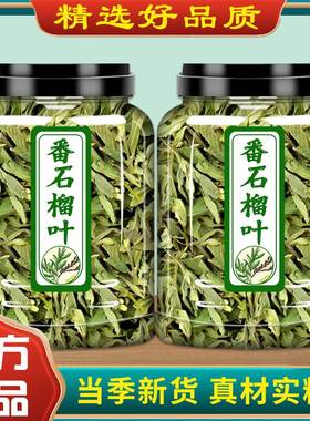 番石榴叶500g克泡茶专用正品潘石榴红心芭乐叶番石榴干叶子茶泡水