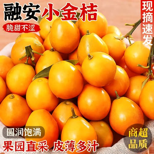 广西融安脆皮金桔正宗官方旗舰店新鲜水果现摘小金柑橘子当季大果