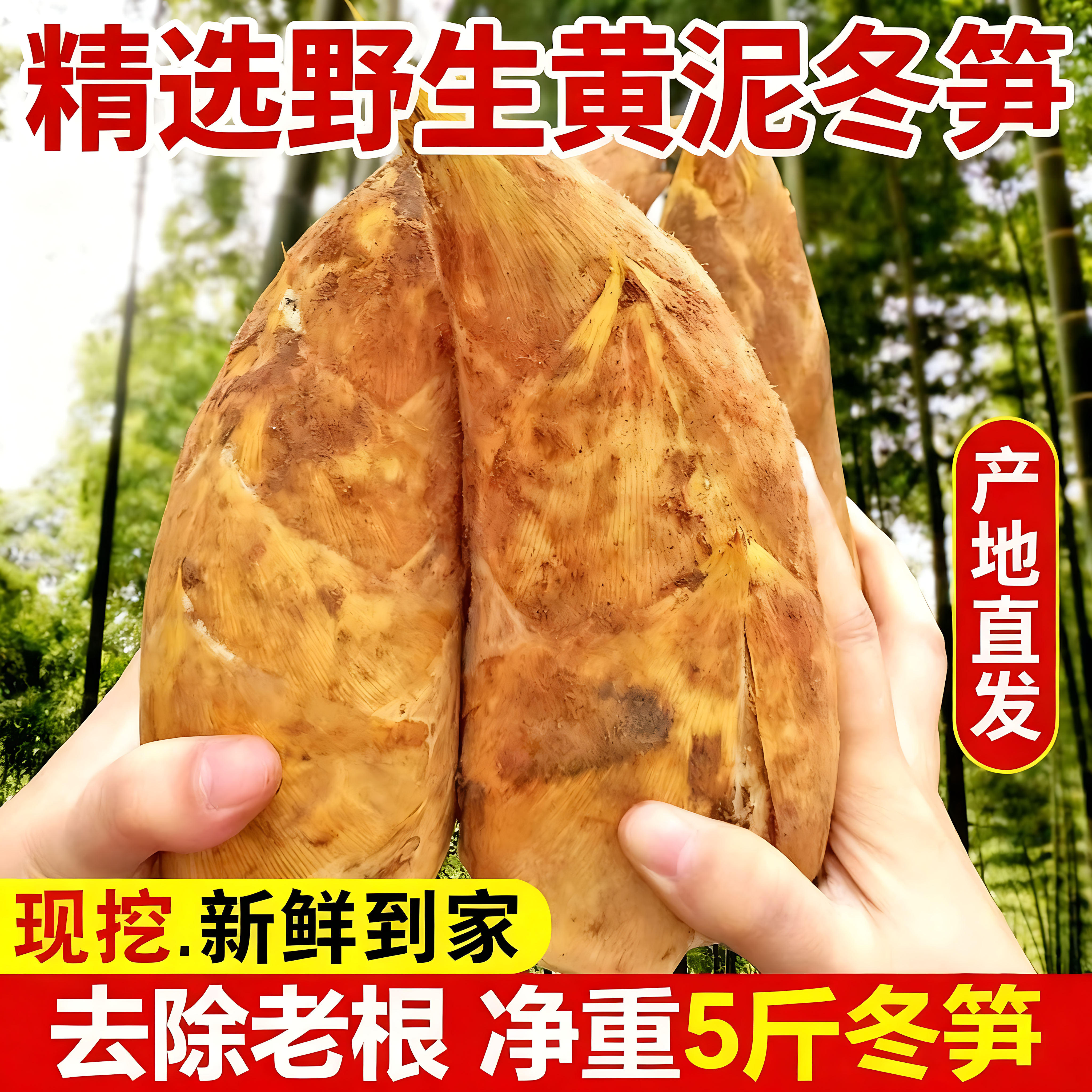 2025大冬笋野生黄泥新鲜现挖5斤浙江临安天目农家春笋大楠毛竹笋