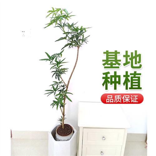 夏威夷鹅掌柴老桩细叶伞柳叶鸭脚木耐阴常绿植物大型植物观叶室内