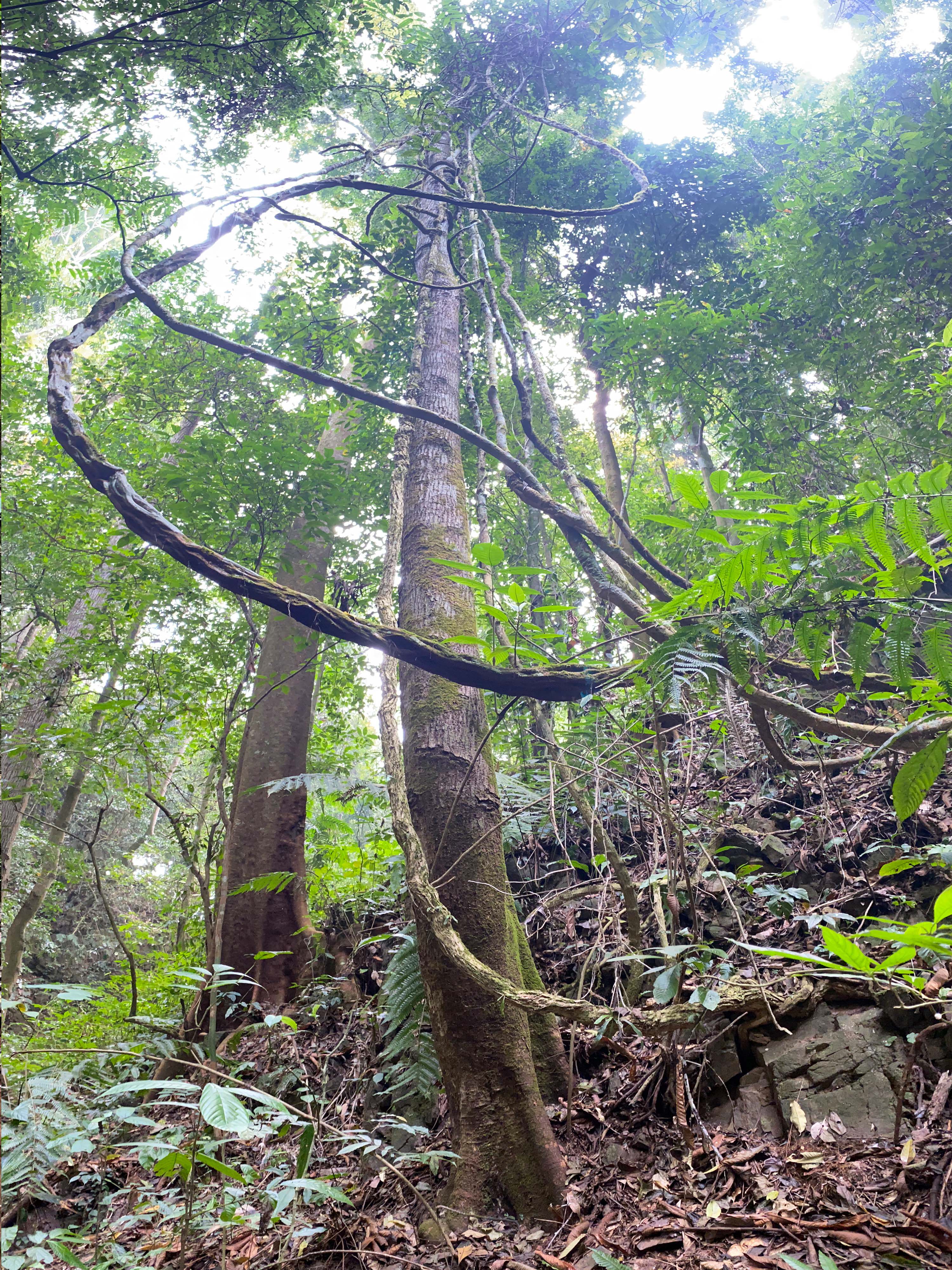 【百花潭】23年头春高杆古树 国有林森林茶