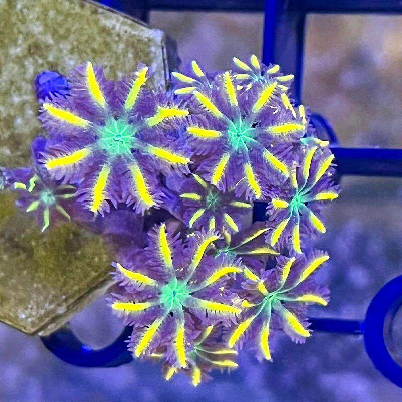 手星花珊瑚金边绿芯新瑚lps软体手珊txd殖大手星花好养繁快包邮包