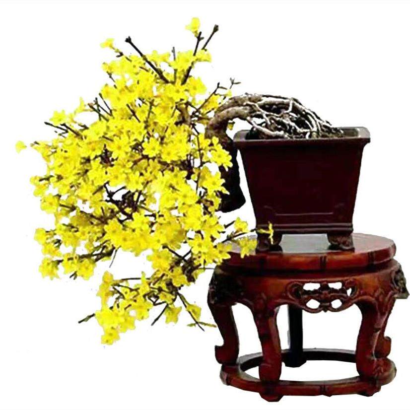 迎春春010盆景老桩提三台根迎春福禄金珠迎春花牡丹迎微型花矮霸