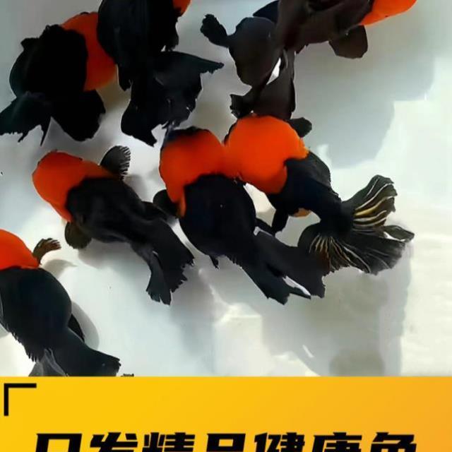 精品三色玛丽泰狮金鱼活鱼黑白百褶进口F1观赏鱼苗冷淡水好养耐活