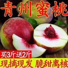 山东青州蜜桃桃子新鲜脆桃毛桃甜桃青桃硬桃孕妇脆甜现摘应季水果