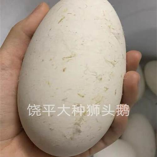 300克特大蛋双黄狮头鹅蛋送礼
