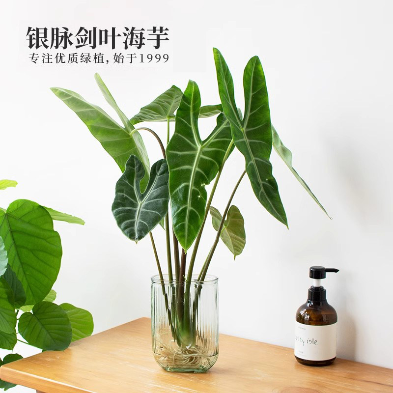 有寻植物银脉剑叶海芋水培热带绿植室内办公桌新奇植物大仙好养