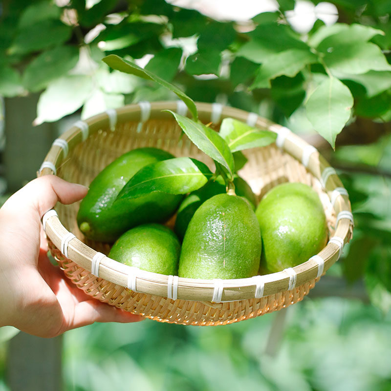 有寻植物 台湾香水柠檬树苗 果树果苗盆栽庭院阳台家庭种植水果
