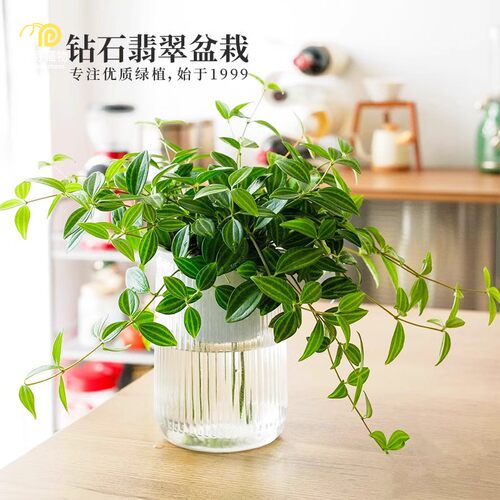 钻石翡翠吊兰水培植物