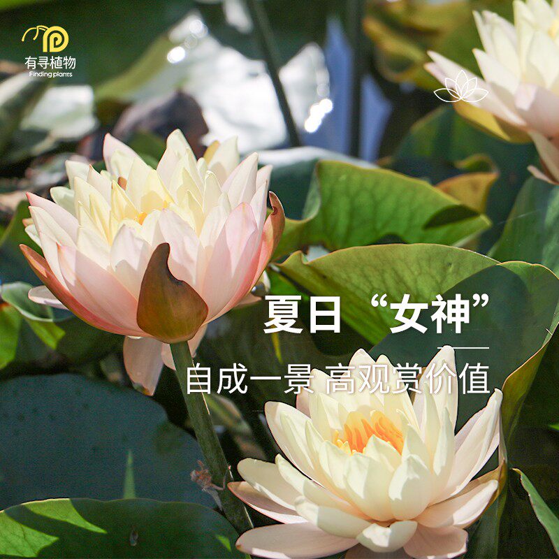 有寻植物睡莲水培植物四季室内花卉莲花水生块根栽水培植物庭院