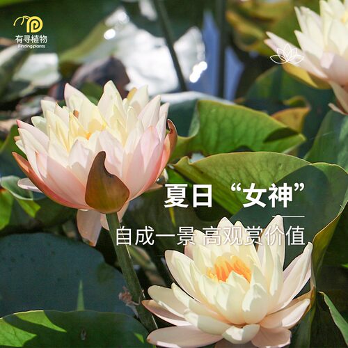 睡莲池塘庭院四季水培植物