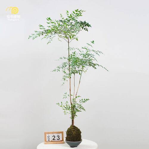 有寻植物发财树苔藓玉球中式禅意办公室客厅茶桌水培好养绿植盆栽
