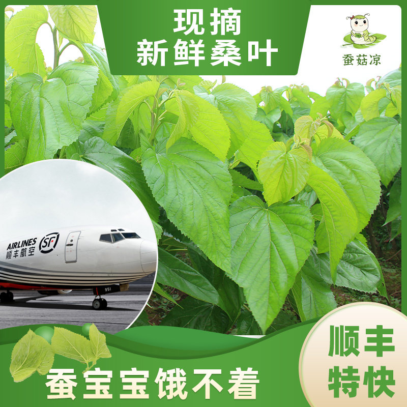 【蚕菇凉】新鲜桑叶小蚕吃特嫩桑叶蚕宝宝饲料食物桑树叶顺丰空运