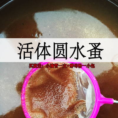 水蚤 活体水蚤鱼虫 人工圆水蚤蹦蹦虫鱼苗开口活饵可繁殖包邮